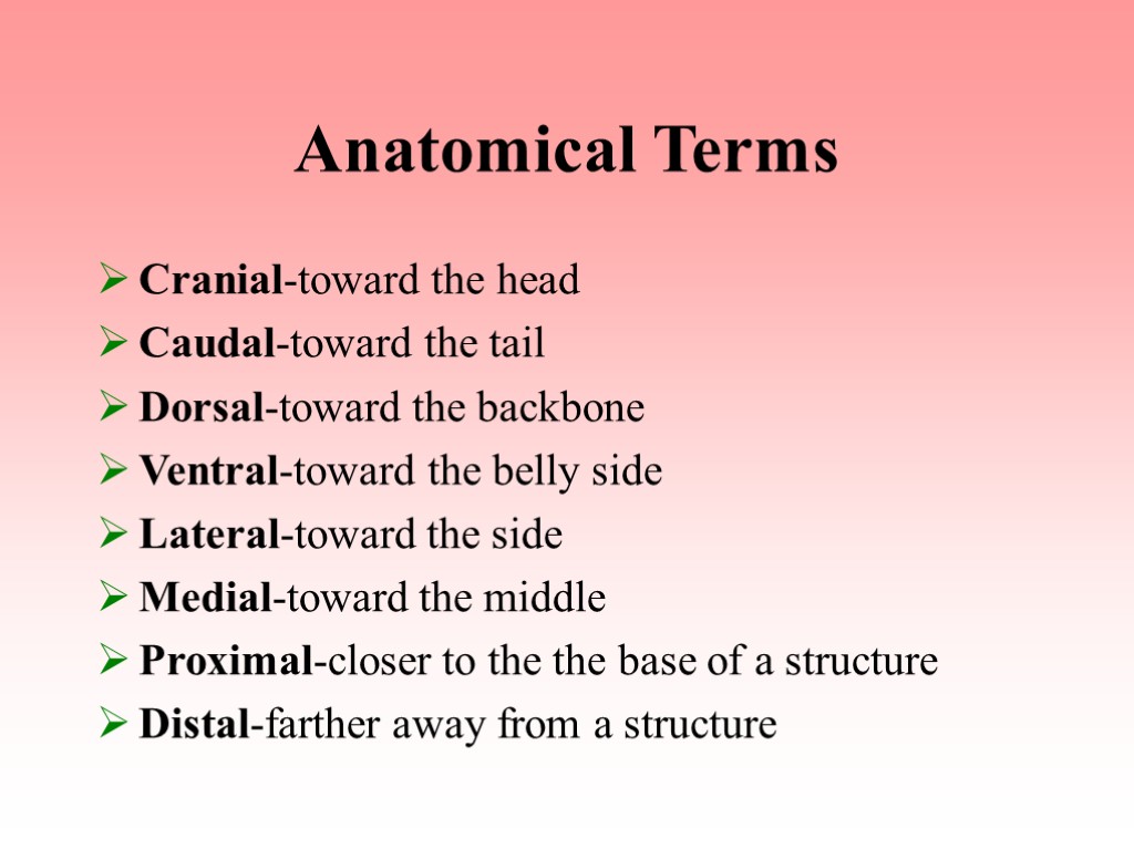 Anatomical Terms Cranial-toward the head Caudal-toward the tail Dorsal-toward the backbone Ventral-toward the belly